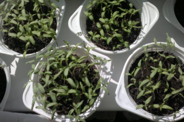 ต้นกล้าจากเมล็ด