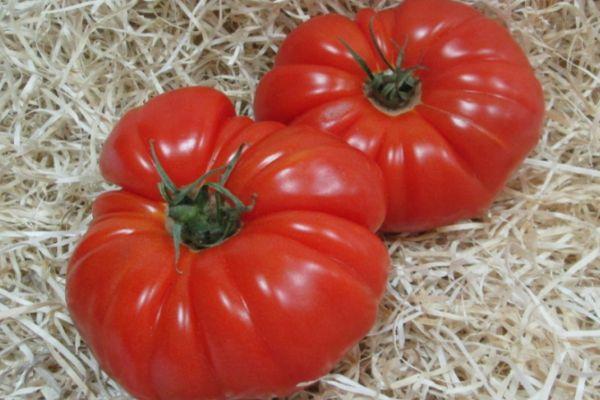 tomates Marmande