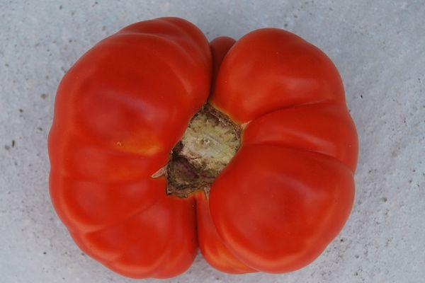 Tomate Marmande