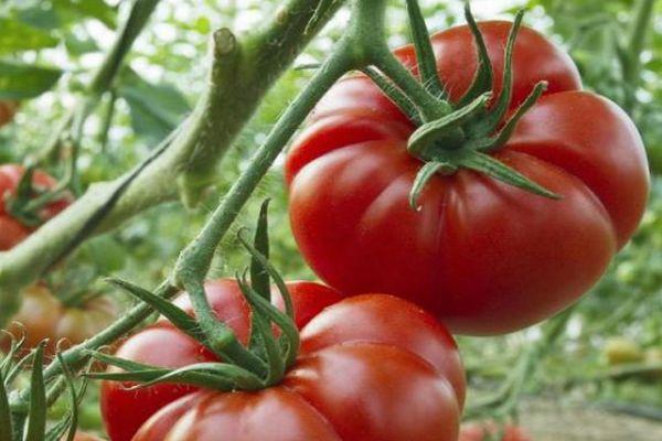 tomates Marmande
