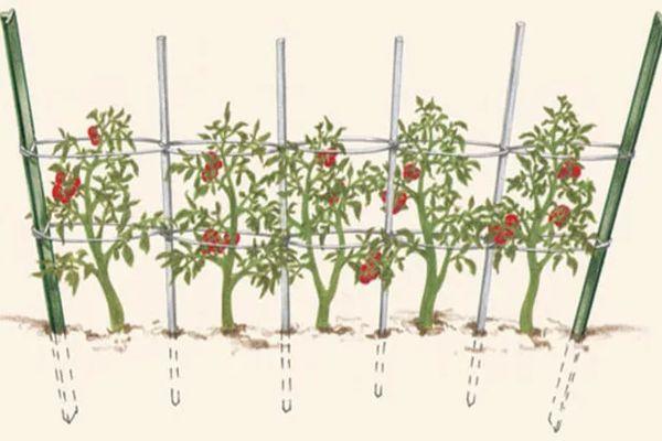 Options de jarretière