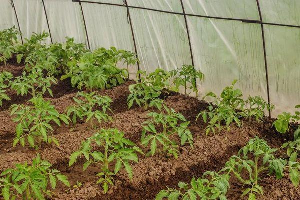 Tomates en serre