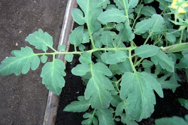 ต้นกล้ามะเขือเทศ