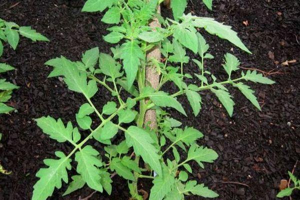 ต้นกล้ามะเขือเทศ