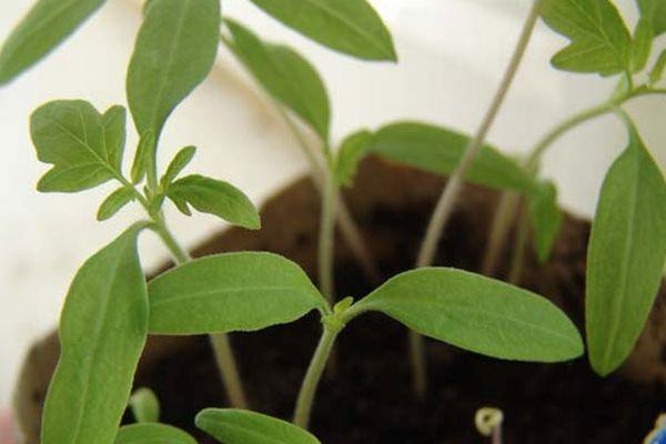 ต้นกล้ามะเขือเทศ