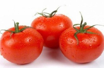 มะเขือเทศในฝัน