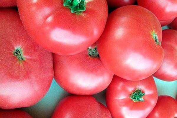 มะเขือเทศในฝัน