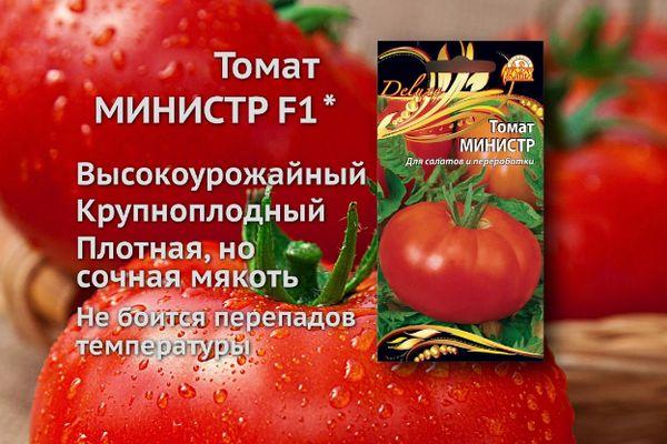 graines de tomates