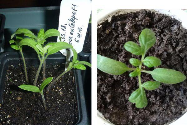 ถั่วงอกมะเขือเทศ