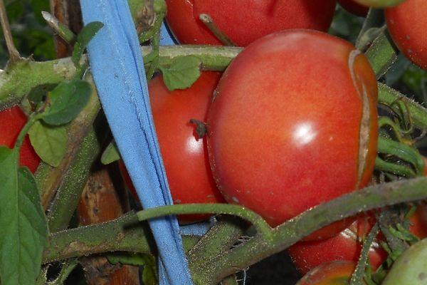 พุ่มไม้ที่มีมะเขือเทศ