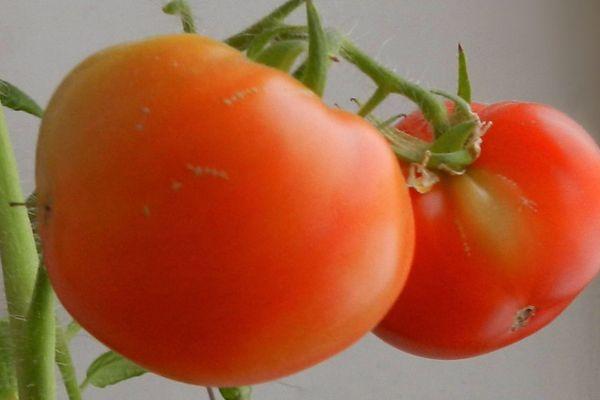 โมเมนต์มะเขือเทศ