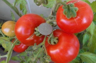 แปรงมะเขือเทศ