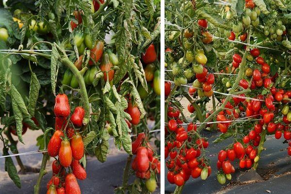 มะเขือเทศผลยาว