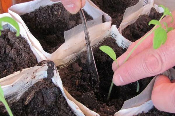 การปลูกต้นกล้า