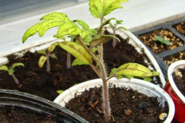 ต้นกล้ามะเขือเทศ