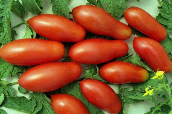 มะเขือเทศผลยาว