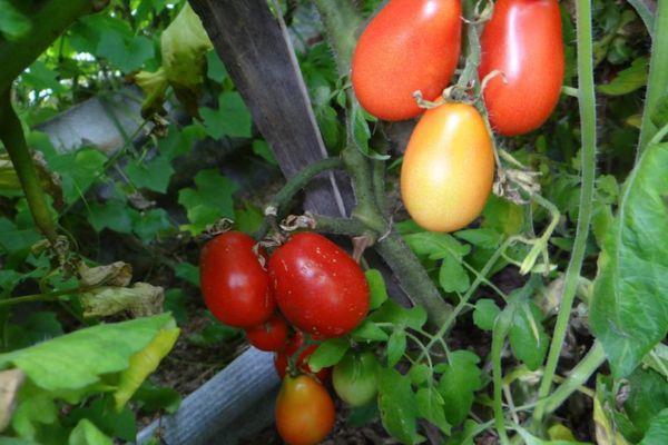 พุ่มไม้ที่มีมะเขือเทศ