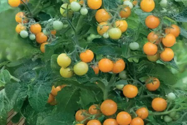 Tomates à petits fruits