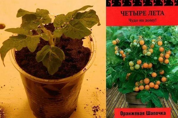 Semis à partir de graines