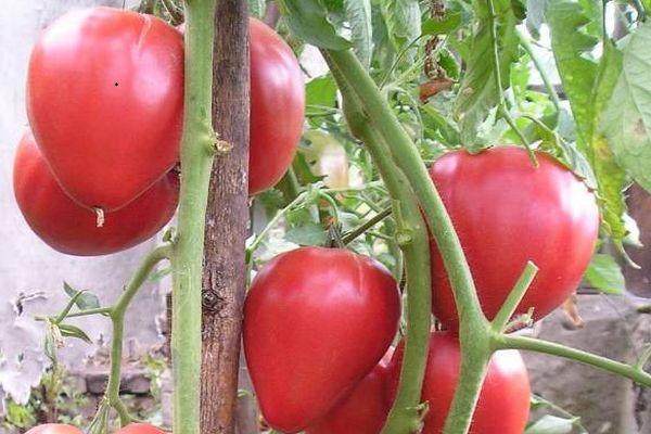 Un buisson avec des tomates