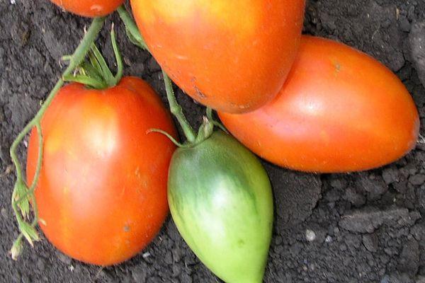 Cultiver des tomates
