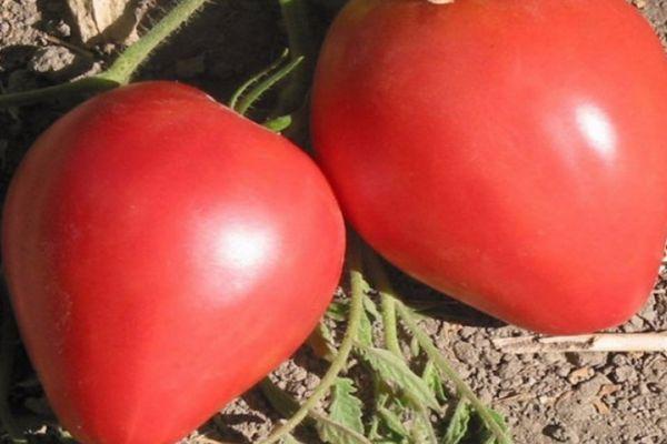 Cultiver des tomates