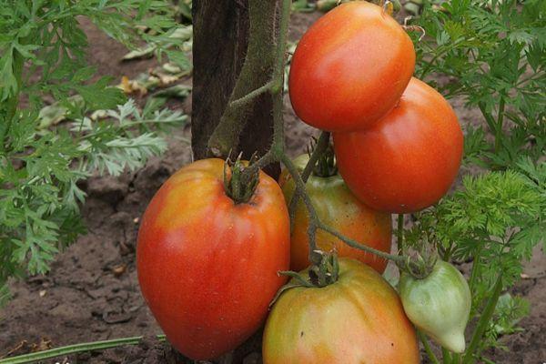 Tomates hybrides