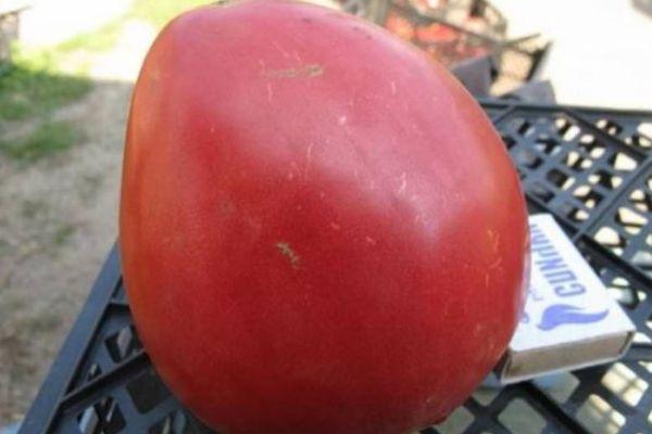 Grosse tomate