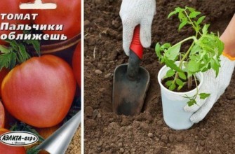 เมล็ดมะเขือเทศ