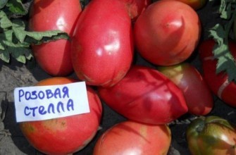 มะเขือเทศสีชมพู