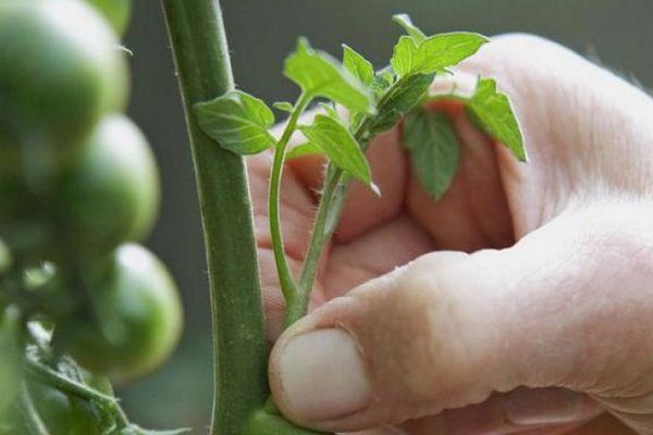 Pincer les pousses latérales des tomates