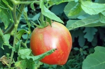 มะเขือเทศบนกิ่ง