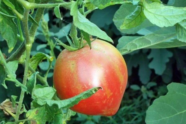 Tomate sur une branche