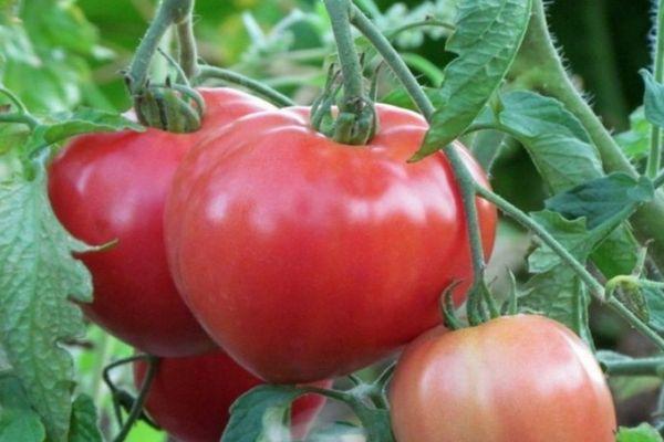 Cultiver des tomates