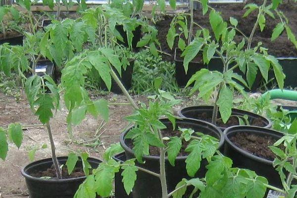 plants de tomates