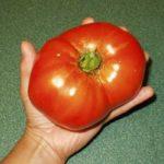 มะเขือเทศผลใหญ่