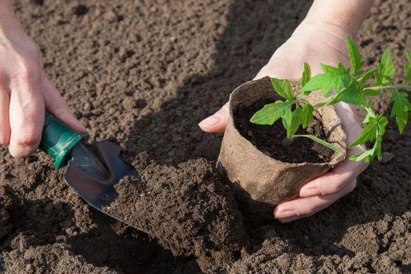 การปลูกมะเขือเทศ