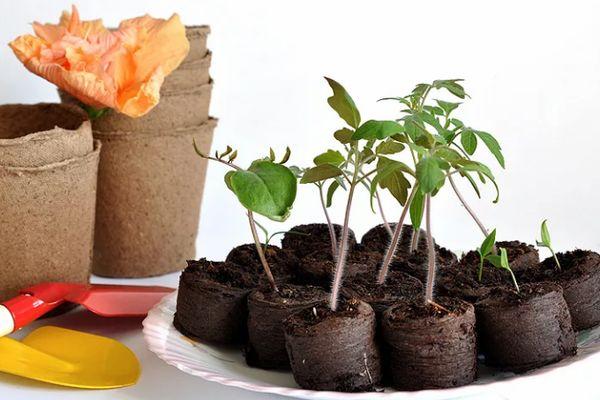 ต้นกล้ามะเขือเทศ