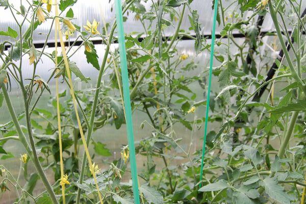 Cultiver des tomates