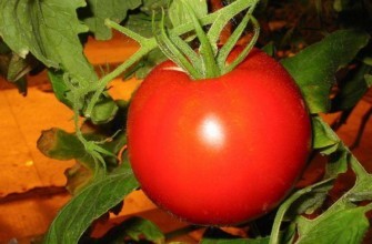 มะเขือเทศซามาร่า