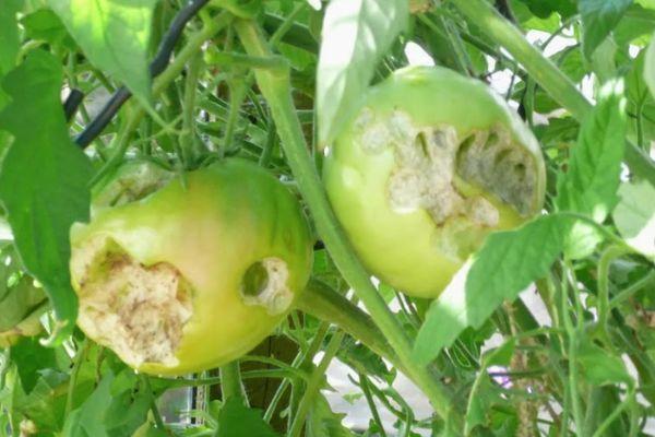 หนอนลวดบนมะเขือเทศ