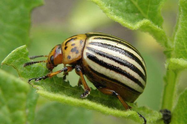 ด้วงโคโลราโด