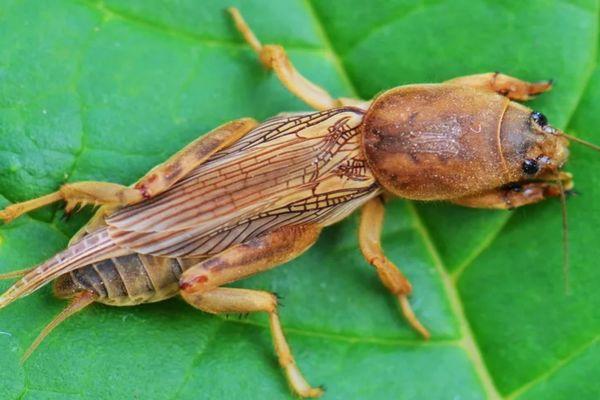 จิ้งหรีดตุ่นบนใบไม้