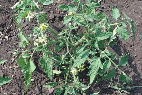 ต้นกล้ามะเขือเทศ