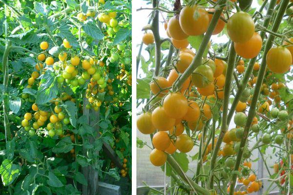 มะเขือเทศสีเหลือง