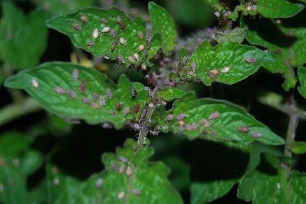 เพลี้ยอ่อนบนมะเขือเทศ