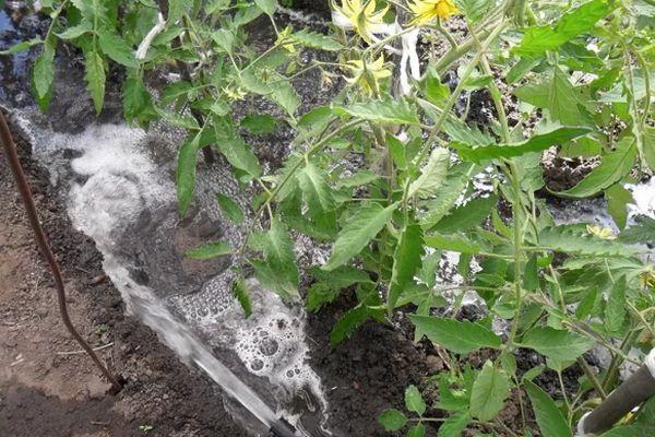 การรดน้ำมะเขือเทศ