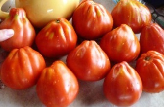 มะเขือเทศสุก