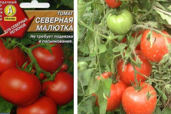 เมล็ดมะเขือเทศ