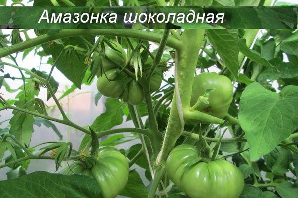 มะเขือเทศในเรือนกระจก